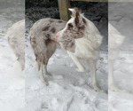 Small Photo #1 Border Collie Puppy For Sale in FLORENCE, SC, USA