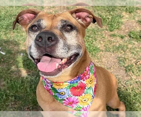 Medium Photo #2 Mutt Puppy For Sale in Tulsa, OK, USA