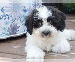 Small Australian Shepherd
