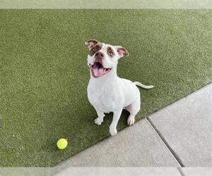 Mutt Dogs for adoption in Waco, TX, USA