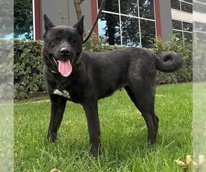 Akita-Unknown Mix Dogs for adoption in Redlands, CA, USA
