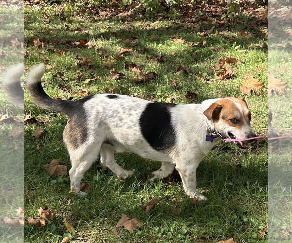 Medium Photo #2 Bagle Hound Puppy For Sale in Batavia, OH, USA