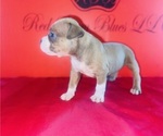 Small #3 American Bully