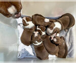 Small Photo #11 Boston Terrier Puppy For Sale in LOS ANGELES, CA, USA