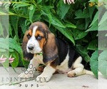 Small #3 Basset Hound