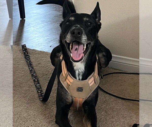 Medium Photo #6 Australian Kelpie-German Shepherd Dog Mix Puppy For Sale in Hayward, CA, USA