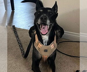 Sigmond - Male Australian Kelpie-German Shepherd Dog Mix Dog for Adoption - Photo #6