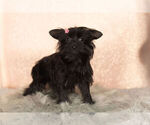 Small Photo #1 YorkiePoo Puppy For Sale in NAPPANEE, IN, USA