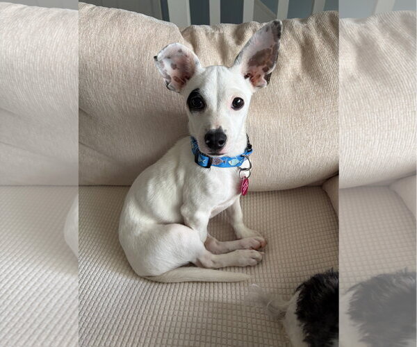 Medium Photo #1 Chihuahua-Unknown Mix Puppy For Sale in St. Louis Park, MN, USA