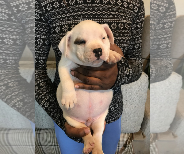 Medium Photo #5 American Bully Puppy For Sale in BOONE, IA, USA