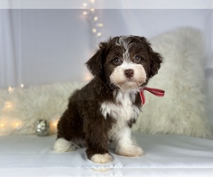 Poodle (Toy)-Yorkshire Terrier Mix Puppy for sale in HOUSTON, TX, USA