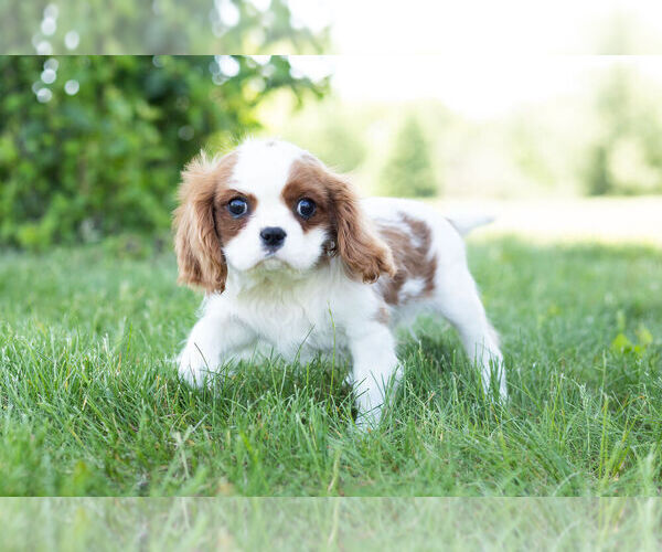 Medium Photo #12 Cavalier King Charles Spaniel Puppy For Sale in WARSAW, IN, USA