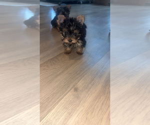 Yorkshire Terrier Puppy for sale in LOS ANGELES, CA, USA