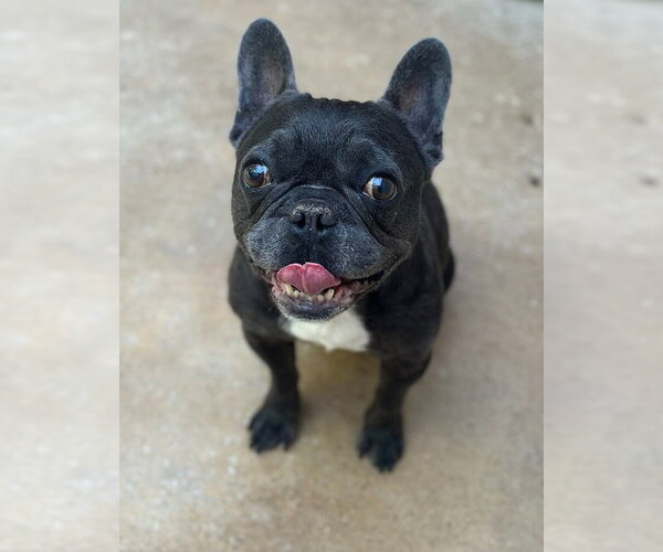 Medium Photo #7 French Bulldog Puppy For Sale in Oak Bluffs, MA, USA