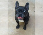 Small #6 French Bulldog
