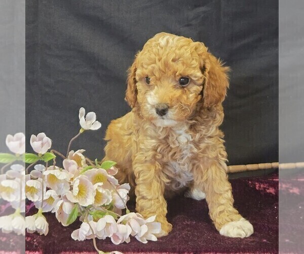 Medium Photo #3 Cavapoo (Miniature) Puppy For Sale in MILLERSTOWN, PA, USA