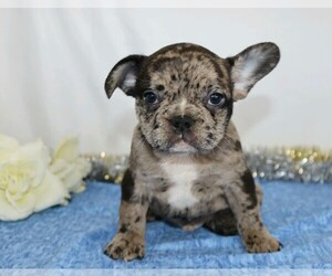 French Bulldog Puppy for sale in FREDERICKSBG, OH, USA