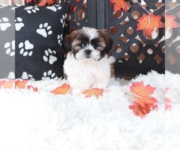 Medium Photo #2 Shih Tzu Puppy For Sale in MOUNT VERNON, OH, USA