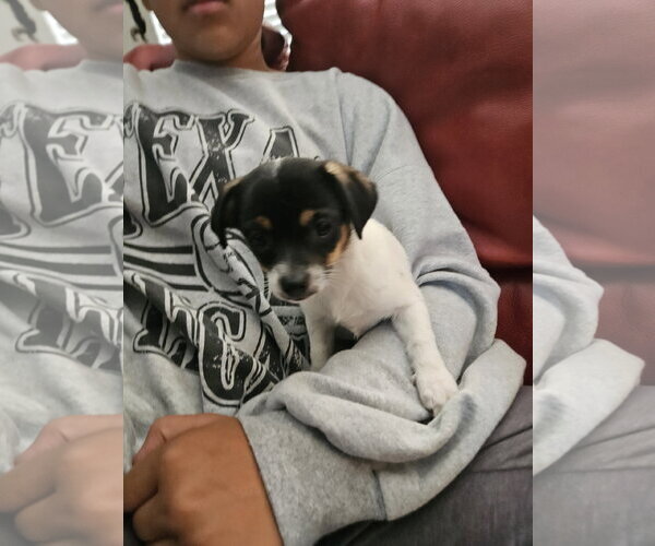 Medium Photo #3 Chihuahua-Unknown Mix Puppy For Sale in The Woodlands, TX, USA