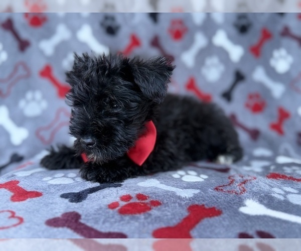 Medium Photo #4 Schnauzer (Miniature) Puppy For Sale in LAKELAND, FL, USA