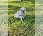 Small #2 Mutt