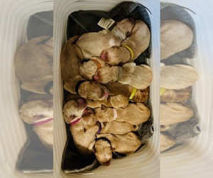 Golden Retriever Litter for sale in HAMPSTEAD, NC, USA