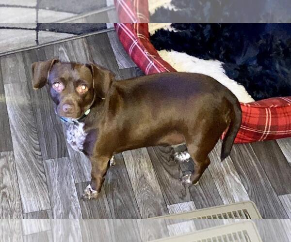 Medium Photo #2 Chiweenie Puppy For Sale in Holly Springs, NC, USA