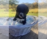 Puppy 8 Bordoodle