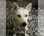 Small #3 Siberian Husky Mix