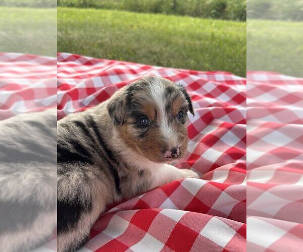 Medium Photo #3 Australian Shepherd Puppy For Sale in JEROMESVILLE, OH, USA