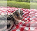 Small #2 Australian Shepherd