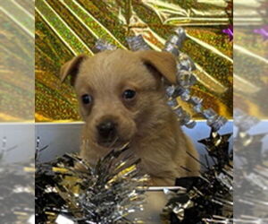 Australian Kelpie-Great Pyrenees Mix Dogs for adoption in Plano, TX, USA