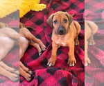 Small #27 Rhodesian Ridgeback