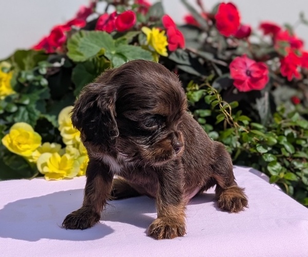 Medium Photo #3 Cocker Spaniel Puppy For Sale in GOSHEN, IN, USA