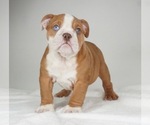 Small Photo #1 Bulldog Puppy For Sale in NAPPANEE, IN, USA