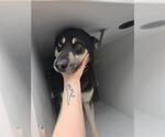 Small Siberian Husky Mix