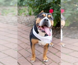 Mila - Female Mutt Dog for Adoption - Photo #20