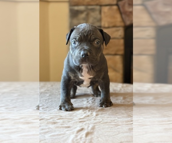 Medium Photo #2 American Bully Puppy For Sale in ORANGEBURG, SC, USA
