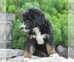 Small #1 Miniature Australian Shepherd-Poodle (Standard) Mix