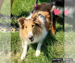 Small #2 Collie