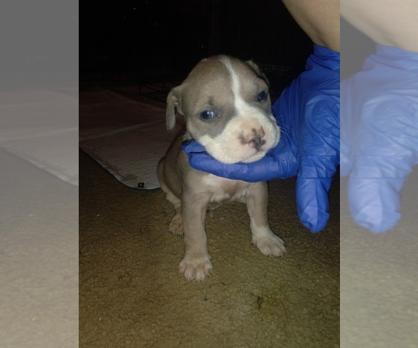 Medium Photo #6 American Bully Puppy For Sale in PENSACOLA, FL, USA