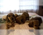 Small Photo #2 Dachshund Puppy For Sale in GARDEN GROVE, CA, USA