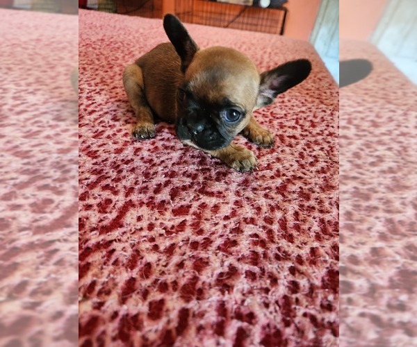 Medium Photo #1 French Bulldog Puppy For Sale in CENTER, KY, USA