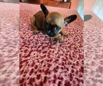 Small Photo #1 French Bulldog Puppy For Sale in CENTER, KY, USA