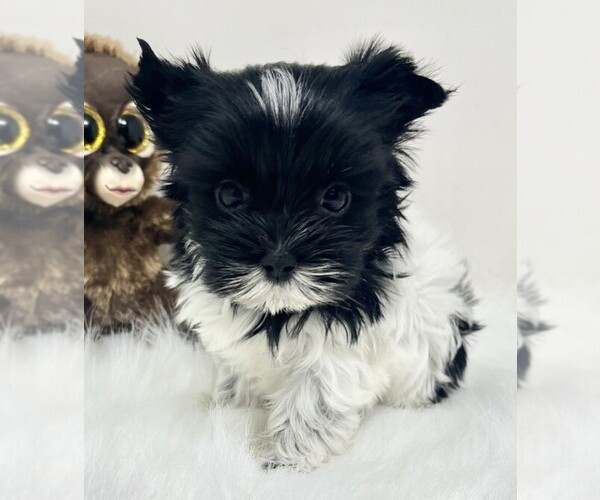 Medium Photo #14 Yorkshire Terrier Puppy For Sale in HOUSTON, TX, USA