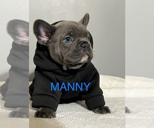 French Bulldog Puppy for sale in CARTERSVILLE, GA, USA
