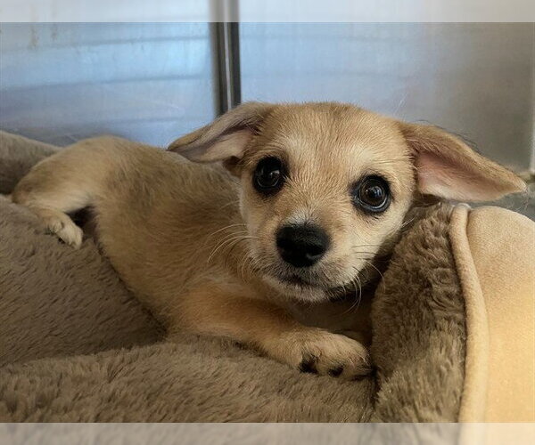 Medium Photo #1 German Shepherd Dog-Maltese Mix Puppy For Sale in San Clemente, CA, USA