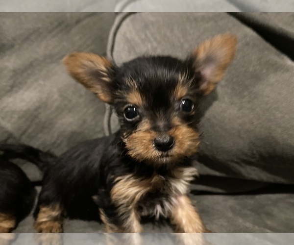 Medium Photo #4 Yorkshire Terrier Puppy For Sale in GOLDEN, CO, USA