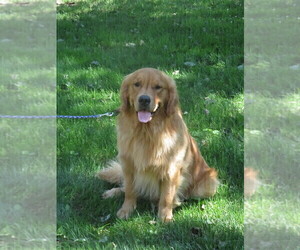 Father of the Golden Retriever puppies born on 01/10/2024
