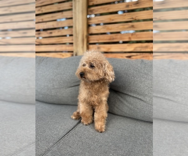 Medium Photo #1 Poodle (Toy) Puppy For Sale in PORTLAND, OR, USA